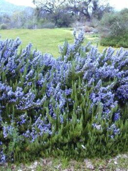 A cluster of vibrant purple Rosmarinus 'Benenden Blue' Rosemary 6" Pot flowers blooming in a natural setting.