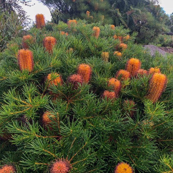 A dense shrub with elongated, cylindrical orange flowers and dark green needle-like leaves in a 6" pot, complemented by nearby Lavandula Javelin Forte 'Deep Purple' Lavender 6" Pot.