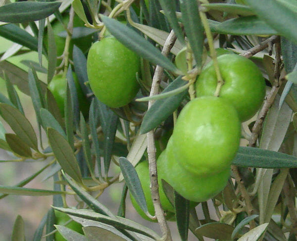 Olea 'Spanish Queen' Olive Tree - Image 2