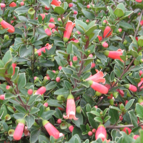 Plant with green leaves and pink tubular flowers, Correa 'Orange Glow' 6" Pot.