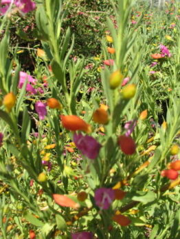 Colorful garden with Eremophila 'Fairy Floss' 6" Pot and green plants, featuring prominent orange seed pods in the foreground under sunlight.