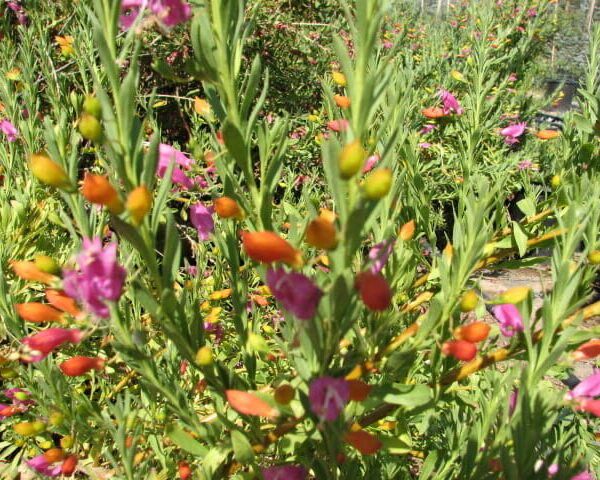 Colorful garden with Eremophila 'Fairy Floss' 6" Pot and green plants, featuring prominent orange seed pods in the foreground under sunlight.