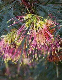 Colorful Grevillea 'Winpara Gold' flowers amidst needle-like foliage in a Grevillea 'Winpara Gold' 6" Pot.