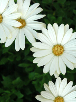 Three Osteospermum 'White Lightning' African Daisy flowers with yellow centers against a green leafy background.