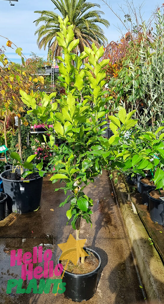 Citrus Lemon Tree 'Lisbon' 13" Pot - Image 2