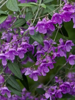 Hello Hello Plants Nursery Campbellfield Melbourne Victoria Australia Prostanthera ovalifolia Mint Bush Flower