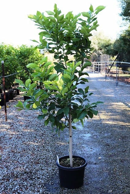 Lisbon Lemon Tree 13" Pot @ Hello Hello Plants