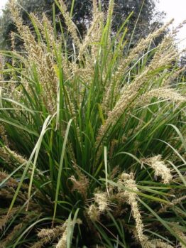 The Lomandra 'Katrinus Deluxe' PBR 6" Pot features dense green grass with tall, narrow leaves and sporadic beige flower clusters. Set against a backdrop of dark foliage and a partly cloudy sky, it adds elegance to any landscape.