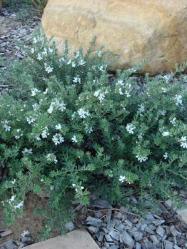 Sentence with Product Name: Westringia fruticosa 'Mundi™' 6" Pot with small white flowers growing among gray gravel and between large rocks in a garden setting, sold in a 6" pot.