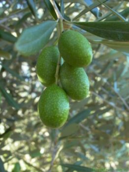 Green olives growing on a branch of an Olea 'Paragon' Olive Tree.