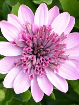 A close-up of an Osteospermum '3D Pink' African Daisy 6" Pot flower, with a green leafy background.