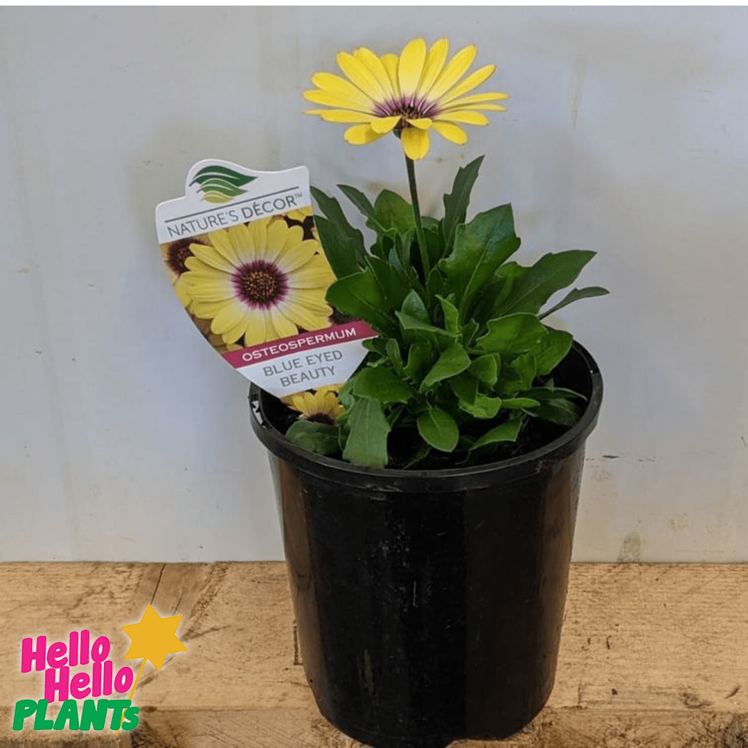 Osteospermum 'Blue Eyed Beauty' African Daisy 6" Pot - Image 3