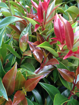 Vibrant collection of green and red Syzygium 'Winter Lights' Lilly Pilly leaves from a shrub, showcasing new growth.