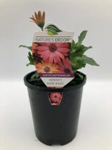 A potted Osteospermum 'Serenity™ Rose Magic' African Daisy 6" Pot plant with a "nature's decor" label showing a pink flower, set against a white background.