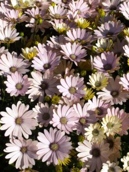 A dense cluster of pale pink and white Osteospermum 'Serenity™ Spring Day' African Daisy flowers bathed in sunlight.