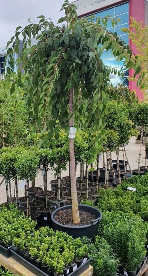Prunus 'Falling Snow' Weeping Cherry 1.8m 24" Pot - Image 5