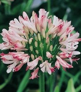 Agapanthus Strawberry Ice