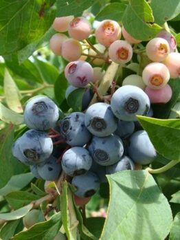 Blueberry 'Vaccinium Brightwell' at various stages of ripeness on the plant, growing in a Vaccinium 'Brightwell' Blueberry 6" Pot.