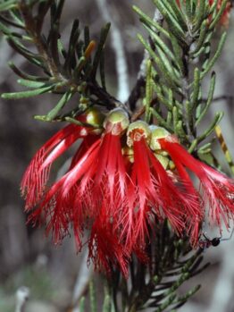 A close-up of Calothamnus 'Common Net Bush' 6" Pot reveals a red Grevillea flower with slender petals and needle-like leaves, featuring a small black ant on the stem, adding intrigue.