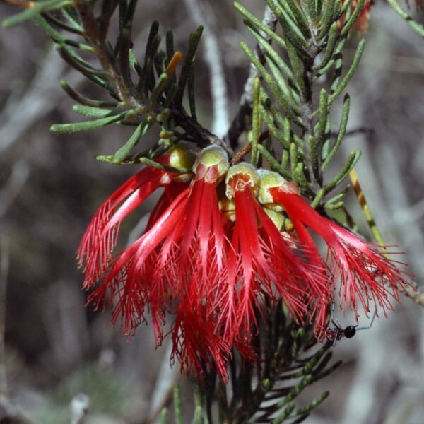 A close-up of Calothamnus 'Common Net Bush' 6" Pot reveals a red Grevillea flower with slender petals and needle-like leaves, featuring a small black ant on the stem, adding intrigue.
