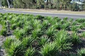 Dianella 'Streetscape™' Flax Lily 6" Pot - Image 2