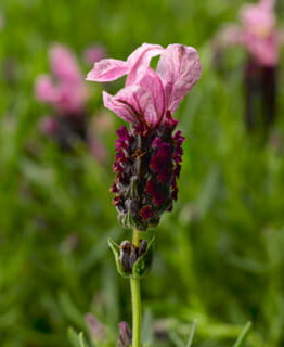 Pink Lavandula Javelin Forte 'Deep Rose' Lavender with a dark red center against a lavender background.