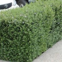 Small Native Hedge (up to 1m)