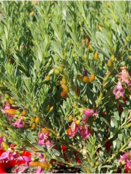 Lush green shrub with Eremophila 'Fairy Floss' pink and orange blossoms under sunlight.