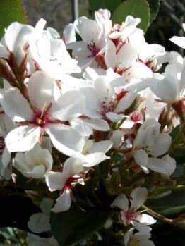 Cluster of white Indian Hawthorn 'Cosmic White' blossoms with reddish centers in sunlight.