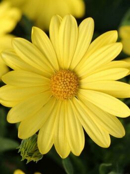 Close-up of a vibrant Osteospermum 'Voltage Yellow' African Daisy 6" Pot with a detailed view of its petals and center, set against a background of similar flowers.