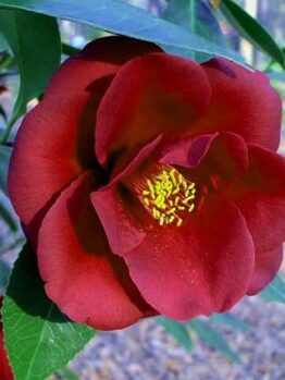 Camellia "Royal Velvet"