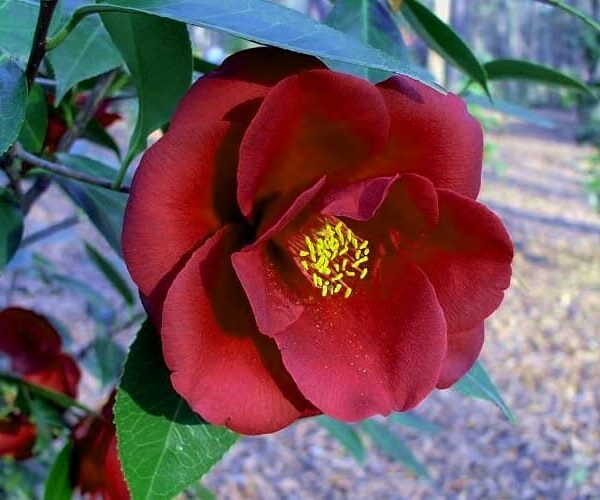 Camellia "Royal Velvet"