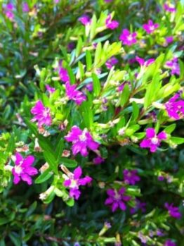 Close-up of vibrant pink Cuphea 'Rob's Mauve' 6" Pot flowers on a dense green shrub, illuminating under natural light.