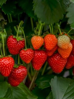 A cluster of ripe and unripe strawberries hanging from the plant amidst green leaves, with delicate Saxifraga 'White' flowers peeking through in a 6" pot.