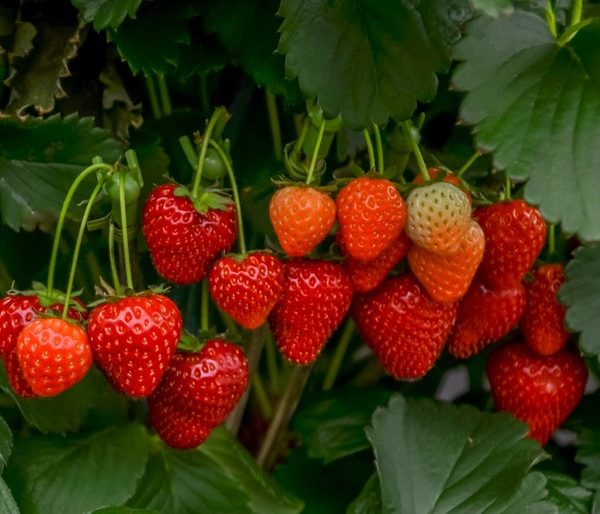 A cluster of ripe and unripe strawberries hanging from the plant amidst green leaves, with delicate Saxifraga 'White' flowers peeking through in a 6" pot.