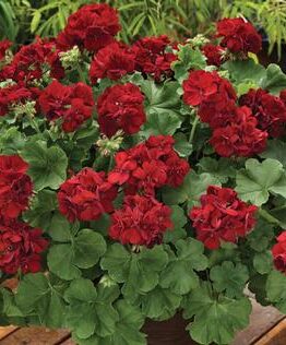 A vibrant display of red geraniums, including the Geranium 'Big Burgundy' 6" Pot, with lush green leaves in a 6" pot, surrounded by other plants in a garden setting.