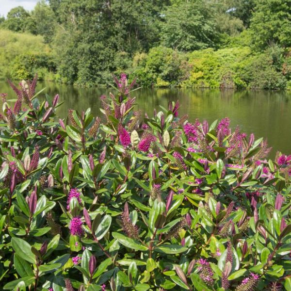 A dense shrub with green leaves and purple flowers in the foreground, complemented by a **Hydrangea 'Endless Summer'** tree near a tranquil lake with surrounding lush trees in the background.