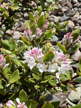 Close-up of a Magnolia 'Vulcan' plant with white and pink flower clusters amid green leaves, set against a background of variously sized gray and brown stones.