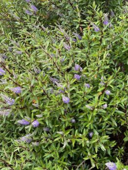 Dense green foliage with numerous small purple flowers scattered throughout, reminiscent of a Magnolia 'Vulcan' plant in full bloom.