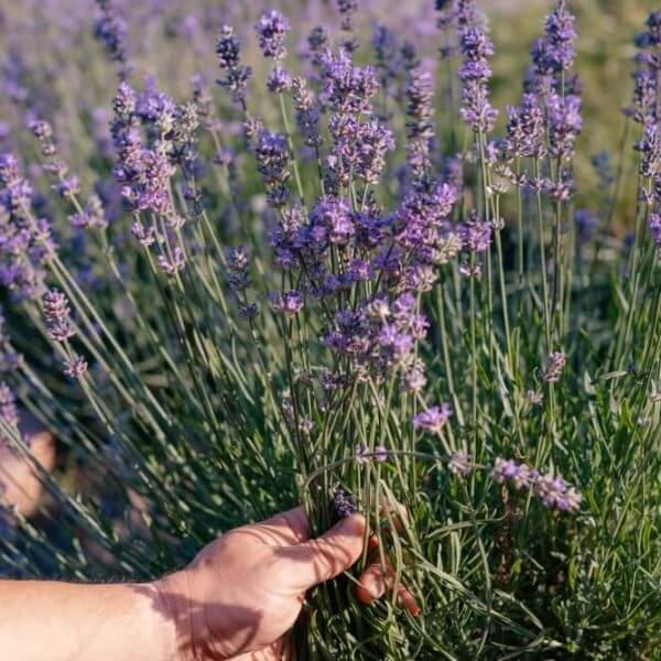 A hand holds freshly picked blooming Lavandula 'Allardii' Lavender stems from a 15cm pot in an outdoor garden.