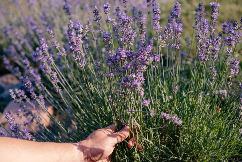 A hand holds freshly picked blooming Lavandula 'Allardii' Lavender stems from a 15cm pot in an outdoor garden.