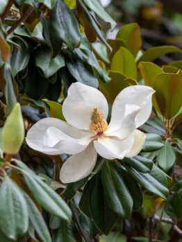 A close-up of a white magnolia flower in bloom surrounded by green leaves and Magnolia 'Vulcan'-like precision in its intricate petals.