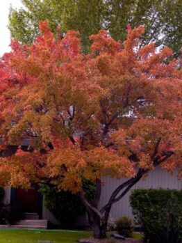 Acer 'Ginnala Flame' Japanese Maple 8" Pot tree with vibrant autumn foliage in front of a residential house.