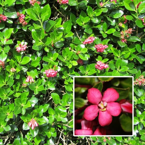 A hedge of Escallonia 'Newport Dwarf' in glossy green foliage with clusters of small, bright pink flowers; inset shows a close-up of an Escallonia 'Newport Dwarf' flower cluster in a 6" pot.