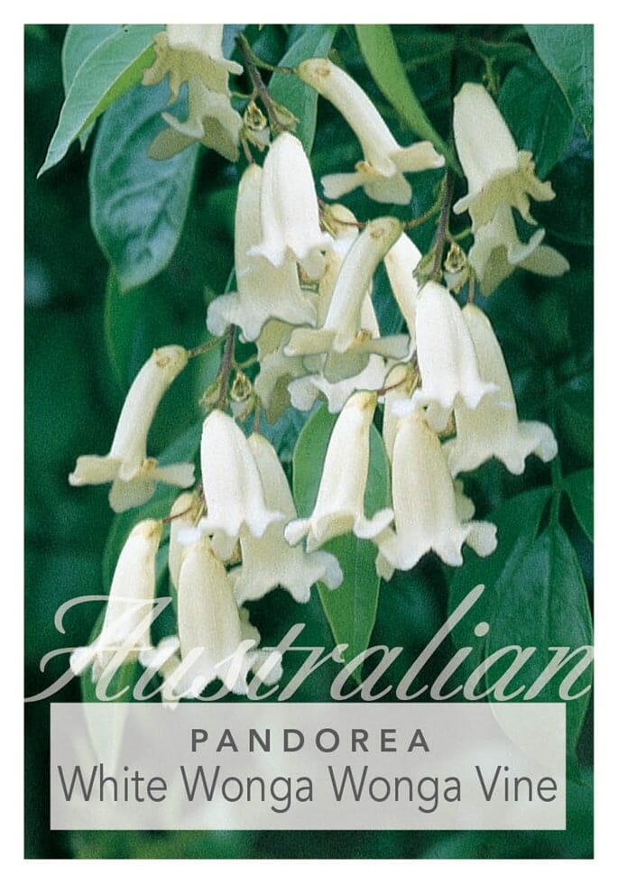 Pandorea 'Wonga Wonga Vine' 6" Pot - Image 3