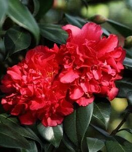 Vibrant red Camellia japonica 'Volcano' flowers blooming amidst lush green foliage.