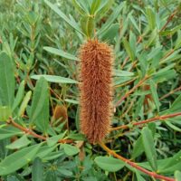 A Banksia 'Little Pal' with a brown cylindrical, spiky flower head and long green leaves thrives in an 8" pot.