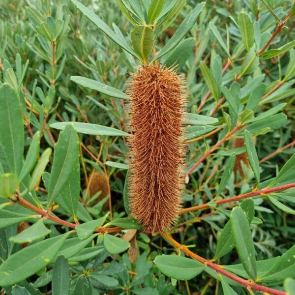 A Banksia 'Little Pal' with a brown cylindrical, spiky flower head and long green leaves thrives in an 8" pot.