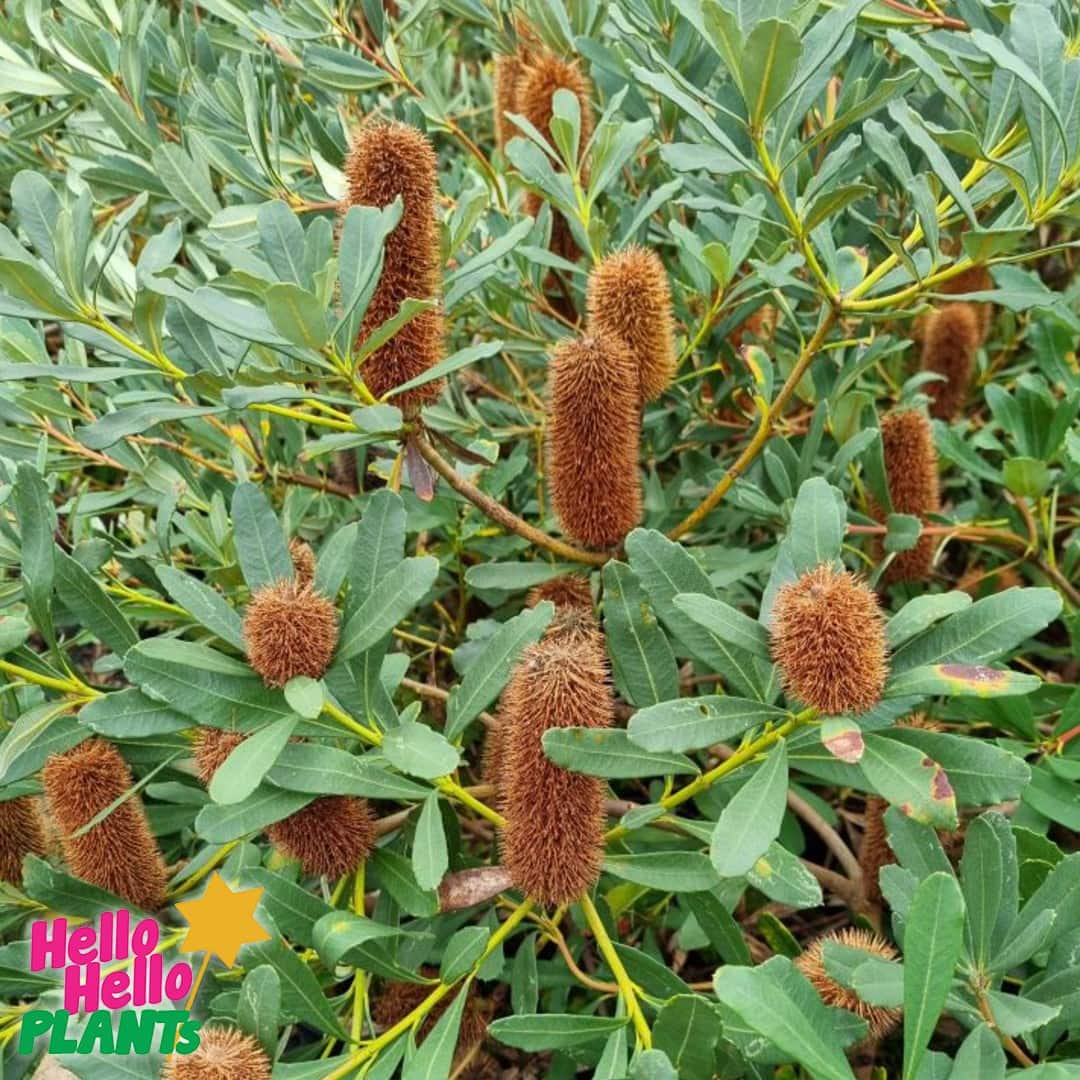 Banksia 'Little Pal' - Image 2