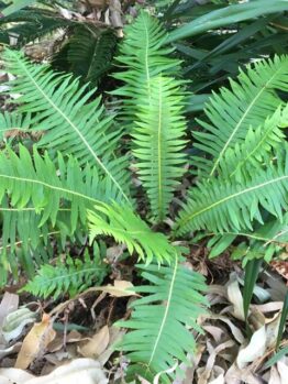 Fishbone Water Fern